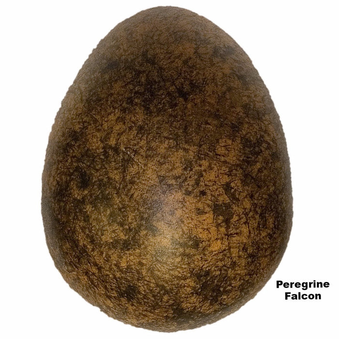 Replica Peregrine Falcon Egg (53mm)