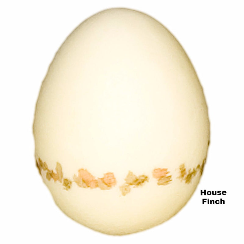 Replica House Finch Egg (27 mm)