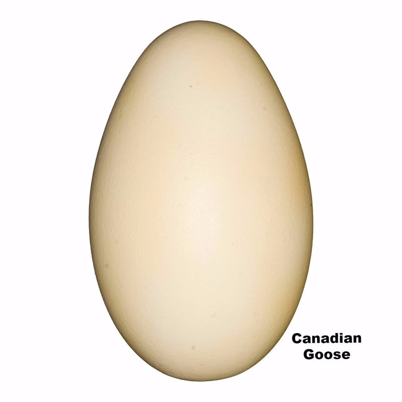 Replica Canadian Goose Egg (72mm)