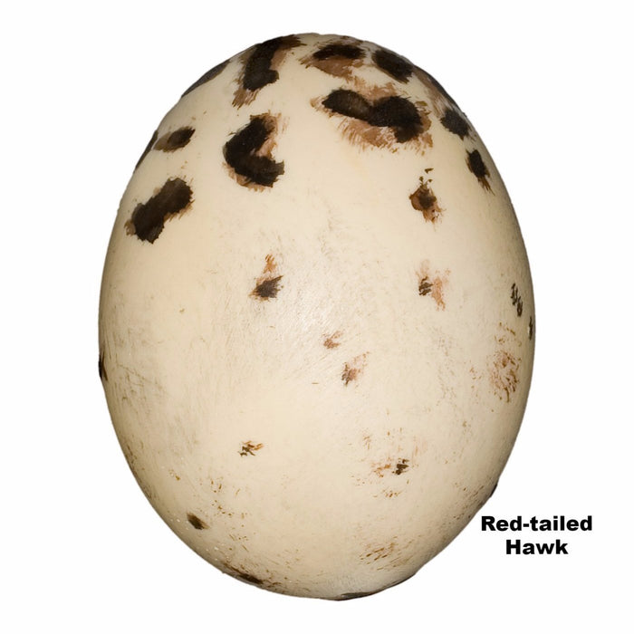 Replica Red-tailed Hawk Egg (59mm)