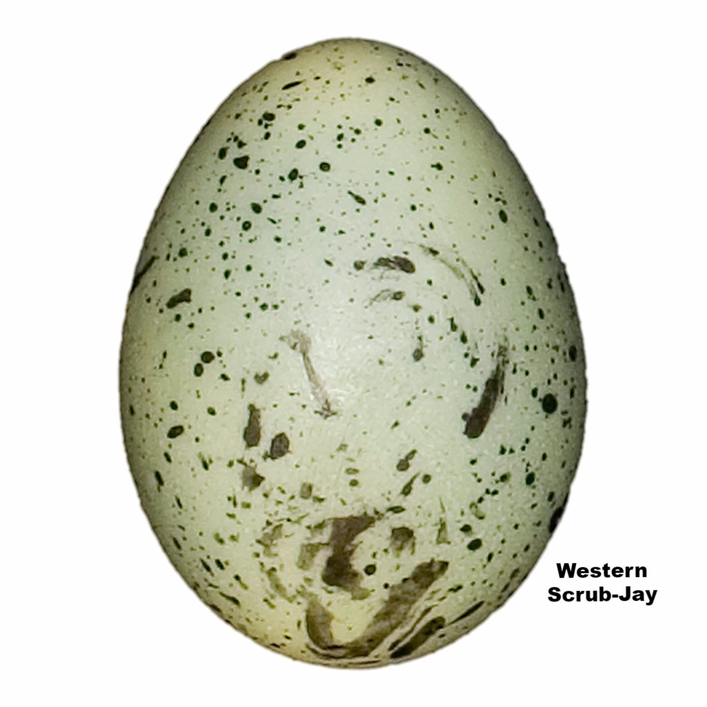 Replica Western Scrub-jay Egg (26mm) For Sale — Skulls Unlimited