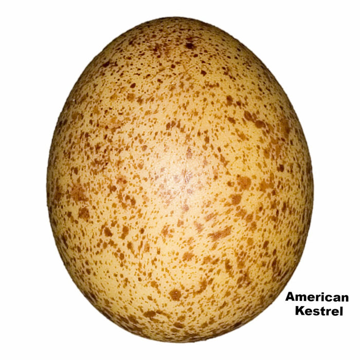 Replica American Kestrel Egg (34mm)