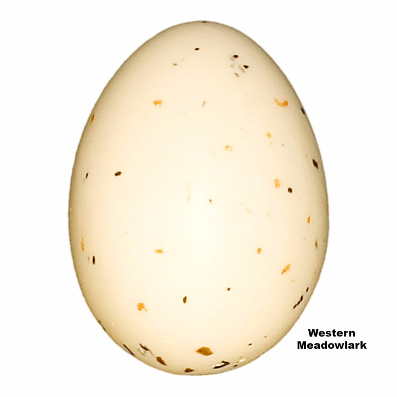 Replica Western Meadowlark Egg (24 mm)