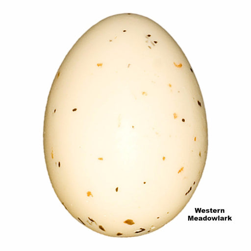 Replica Western Meadowlark Egg (24 mm)