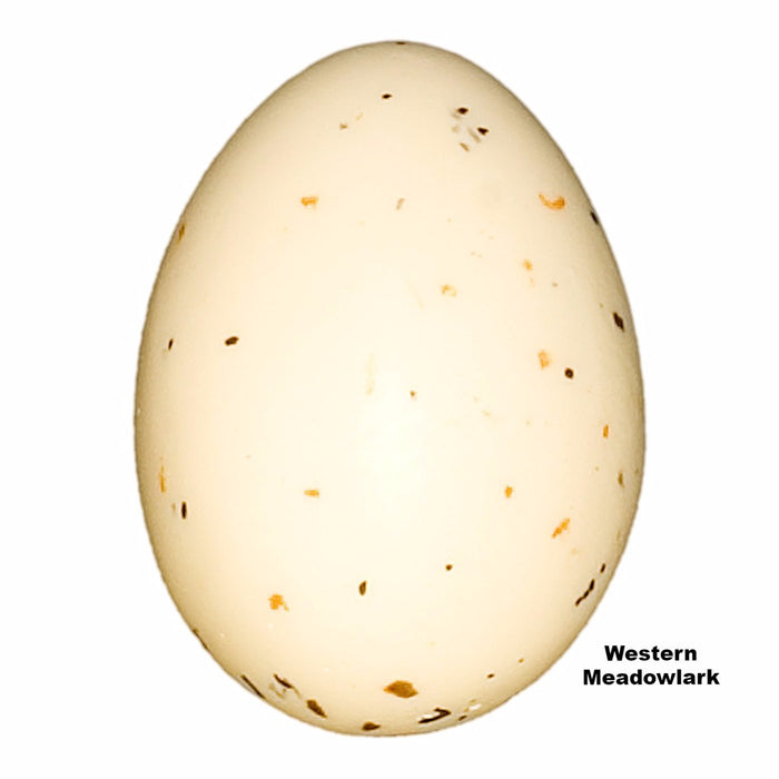 Replica Western Meadowlark Egg (28mm)