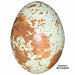 Replica Northern Mockingbird Egg (24mm)