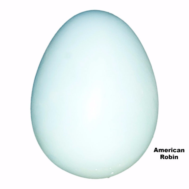 Replica American Robin Egg (27 mm)