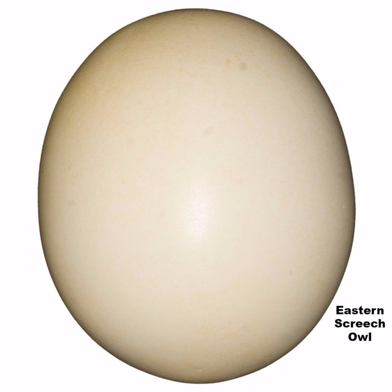 Replica Eastern Screech Owl Egg (33 mm)
