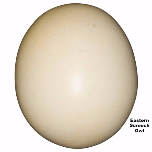 Replica Eastern Screech Owl Egg (33 mm)