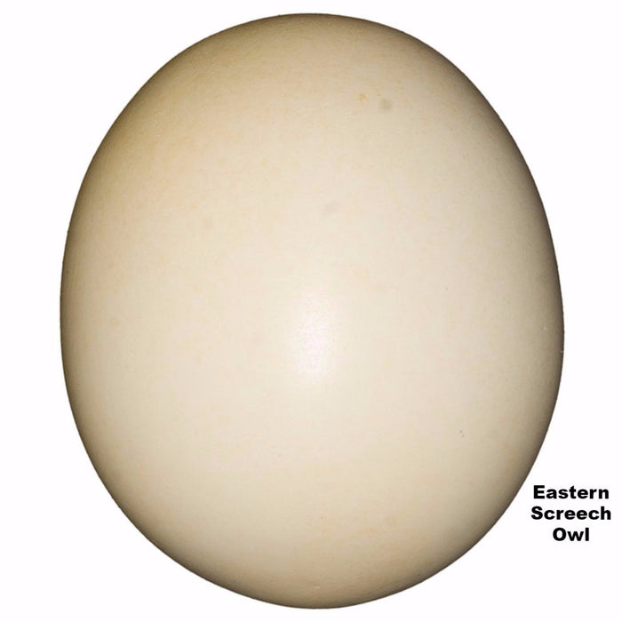 Replica Eastern Screech Owl Egg (33mm)
