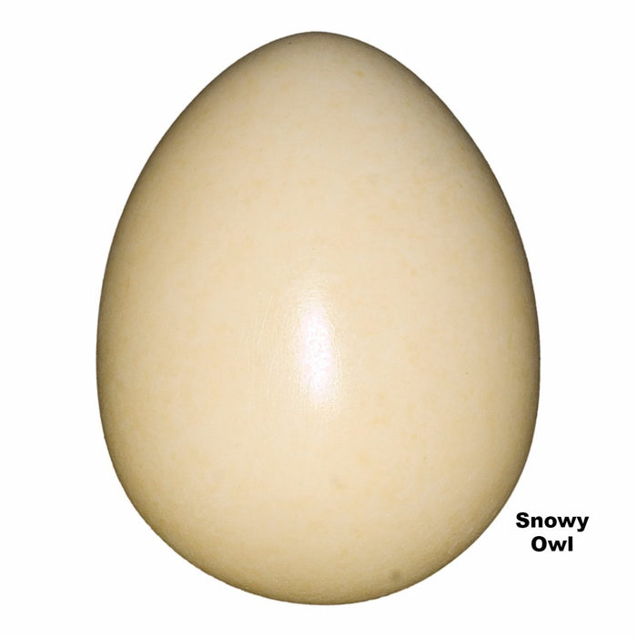 Replica Snowy Owl Egg
