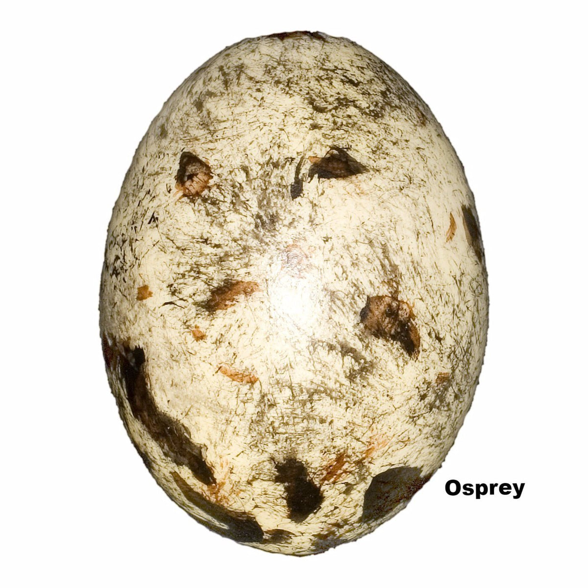 Replica Osprey Egg (60mm) For Sale — Skulls Unlimited
