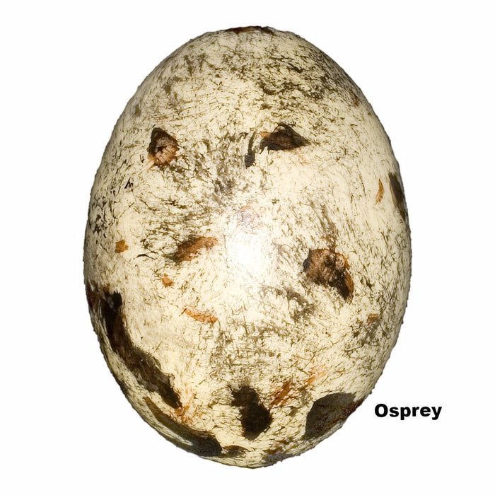 Replica Osprey Egg (60mm)