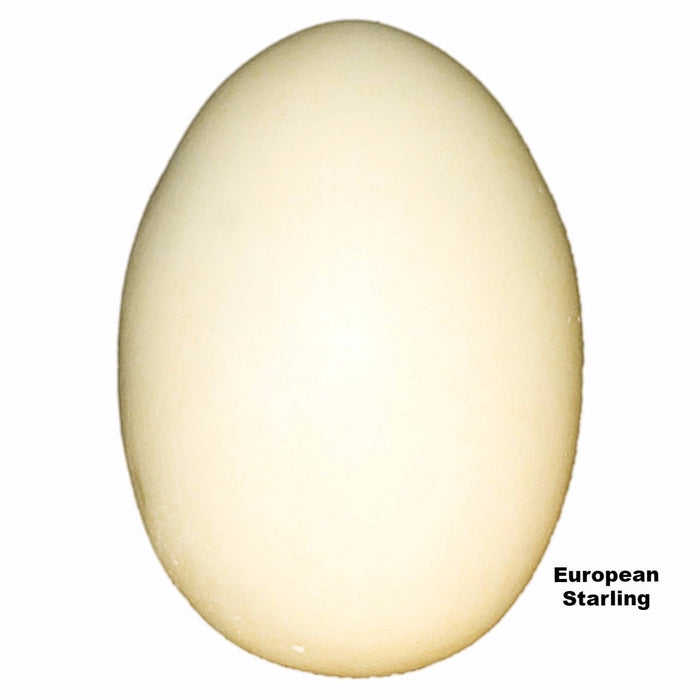Replica European Starling Egg (34mm)
