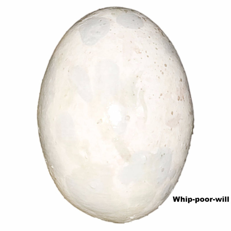 Replica Whip-poor-will Egg (28mm)