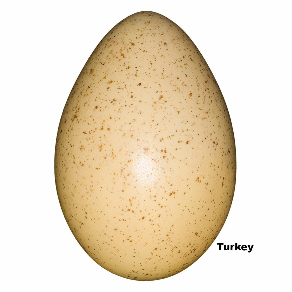 Replica Turkey Egg For Sale — Skulls Unlimited International