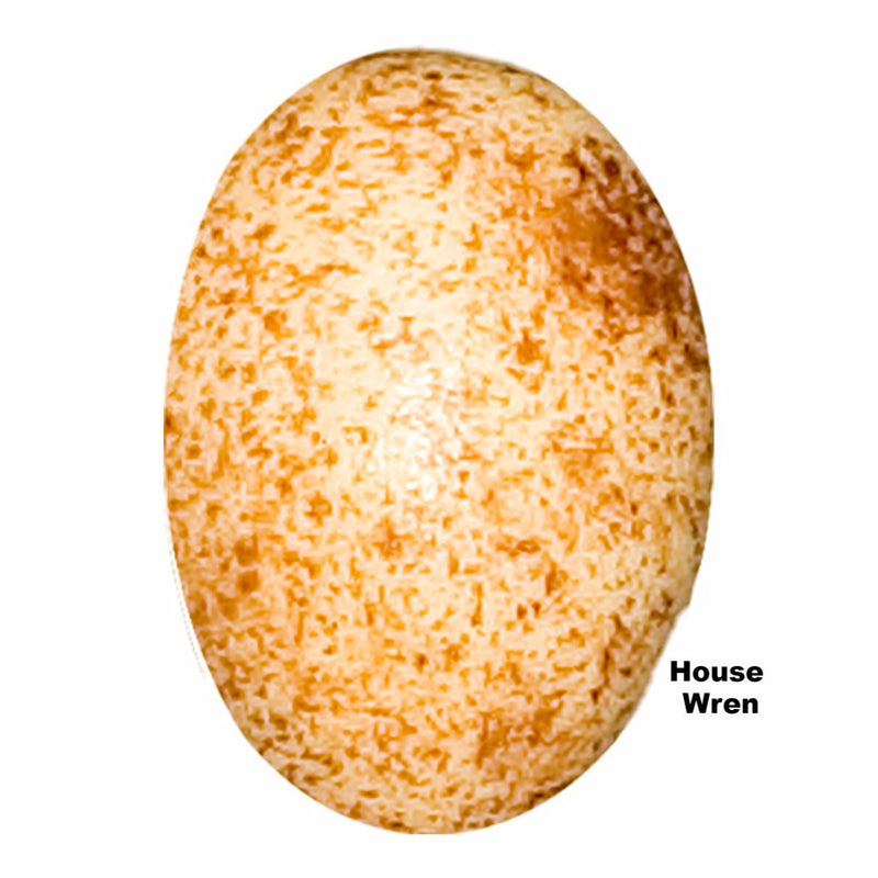 Replica House Wren Egg (18mm)