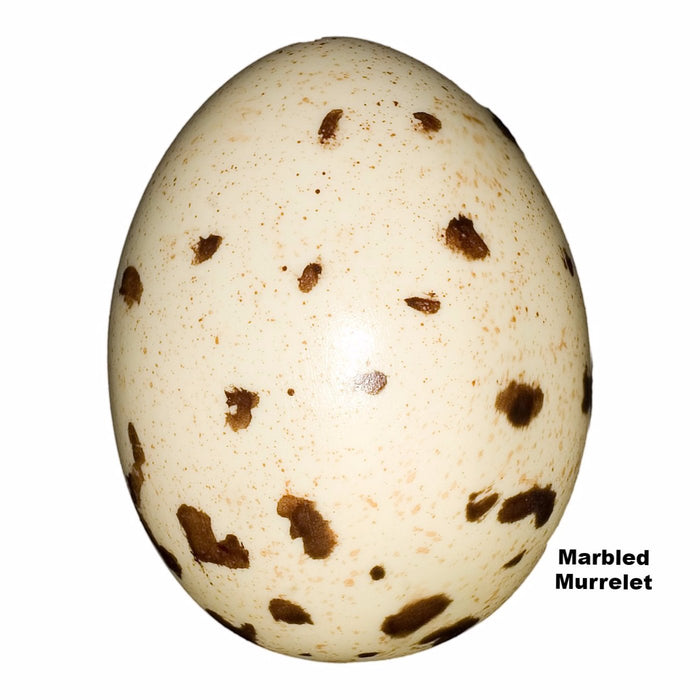 Replica Marbled Murrelet Egg (50mm)