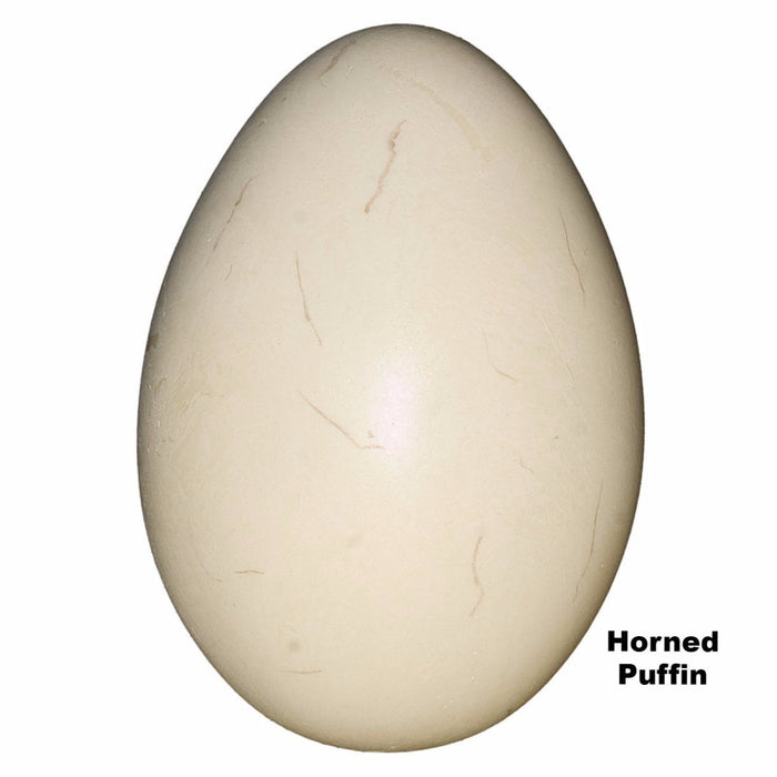 Replica Horned Puffin Egg (60mm)