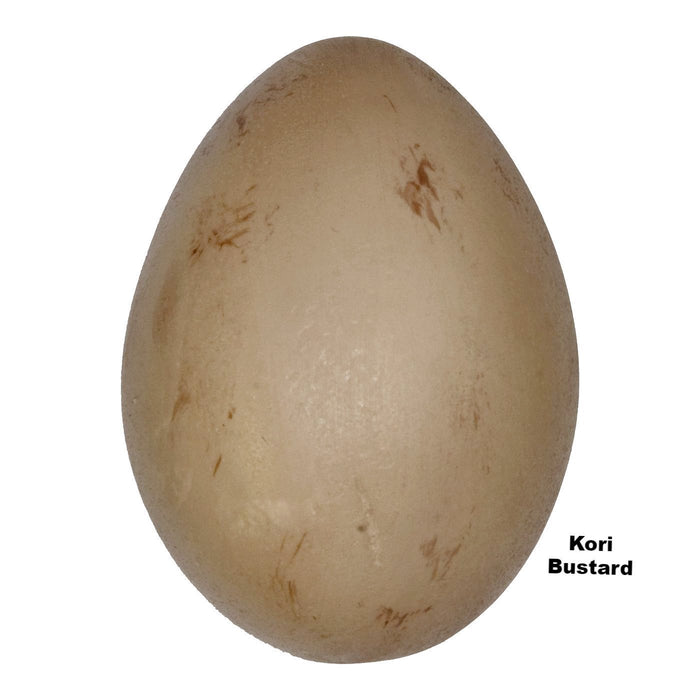 Replica Kori Bustard Egg (76mm)