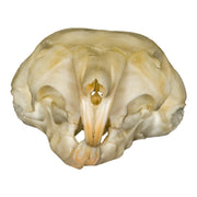 Real Kangaroo Rat Skull
