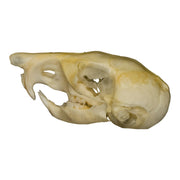 Real Kangaroo Rat Skull