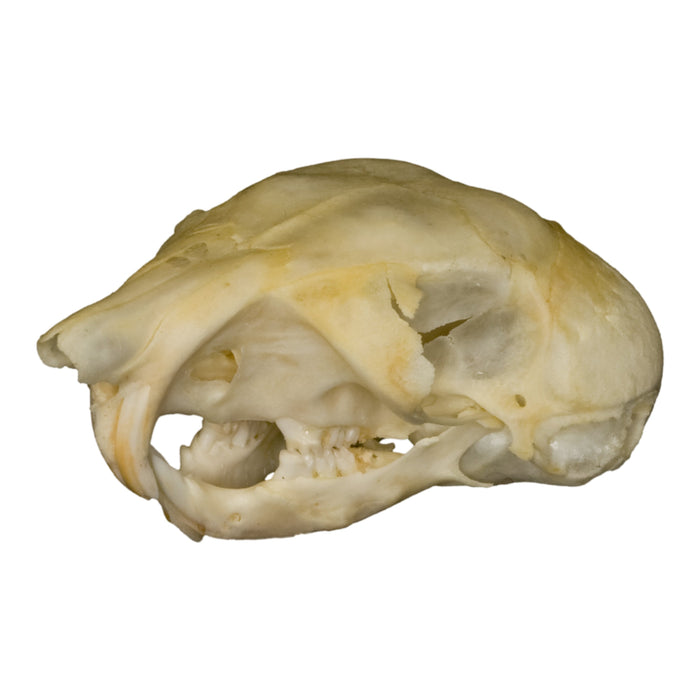Real Kangaroo Rat Skull