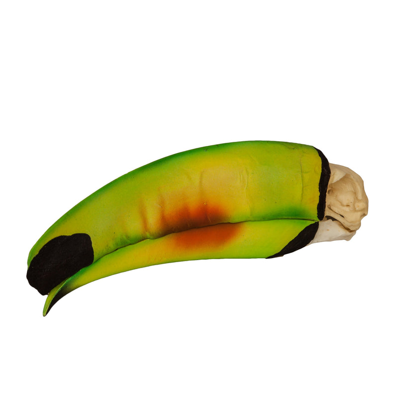 Replica Keel-billed Toucan Skull