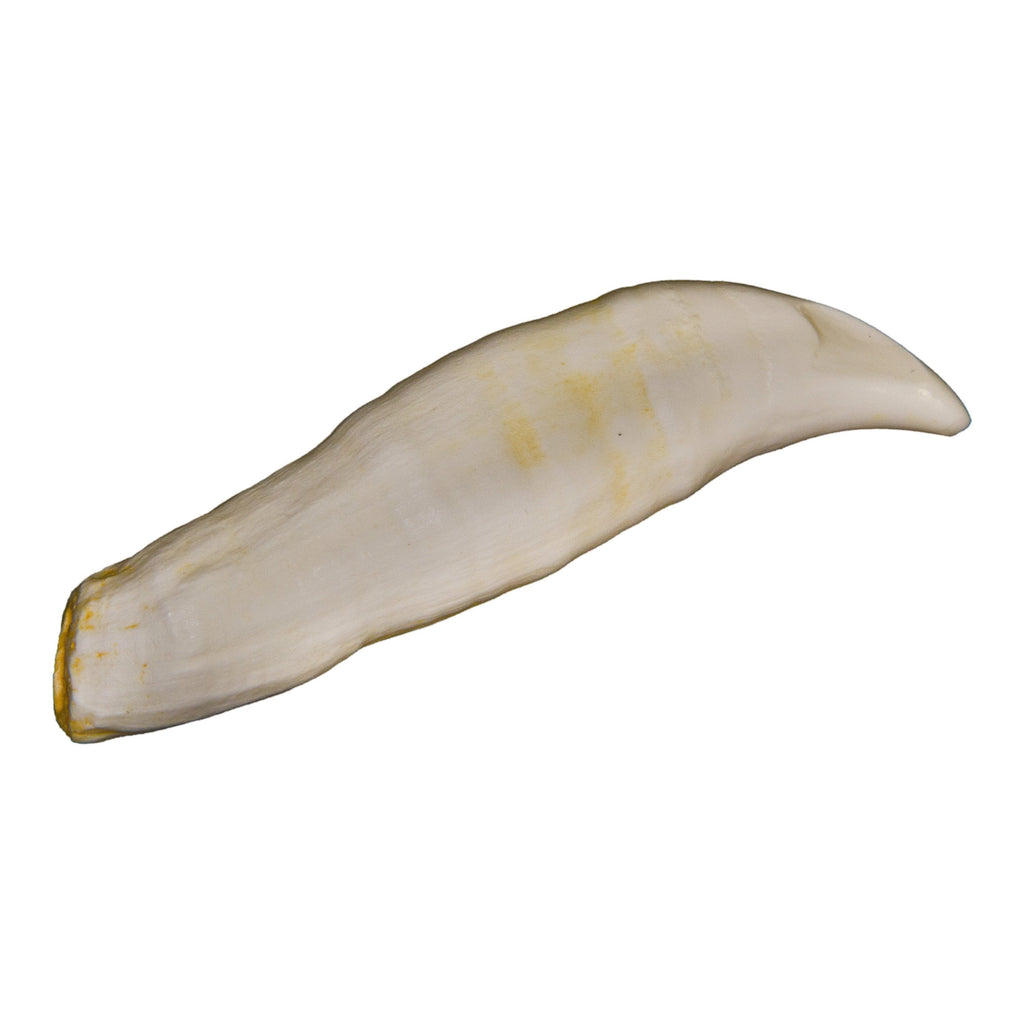 シャチの牙製 印籠 根付Antique Orca Tooth Inro Replica Killer Whale Tooth For Sale — Skulls Unlimited