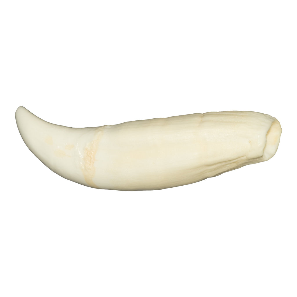 Replica Killer Whale Tooth For Sale — Skulls Unlimited