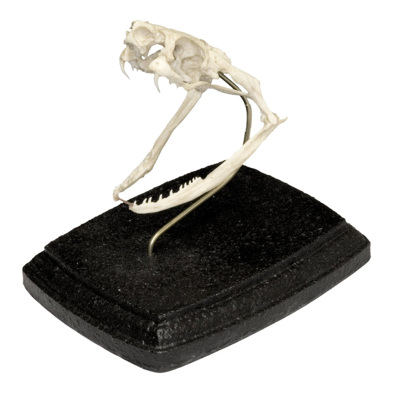 Replica King Cobra Skull