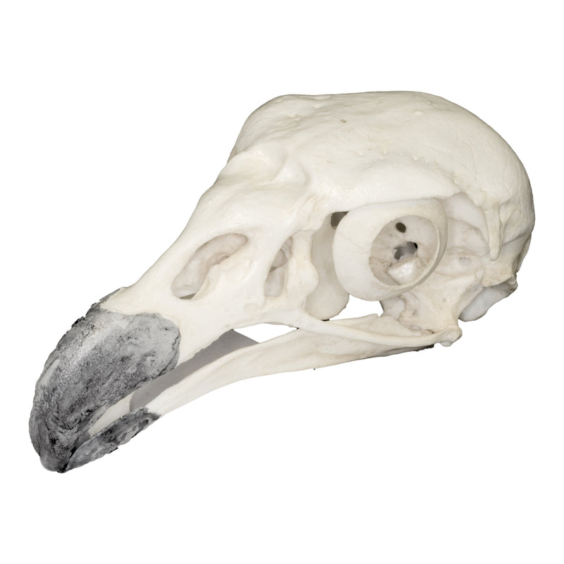 Replica King Vulture Skull