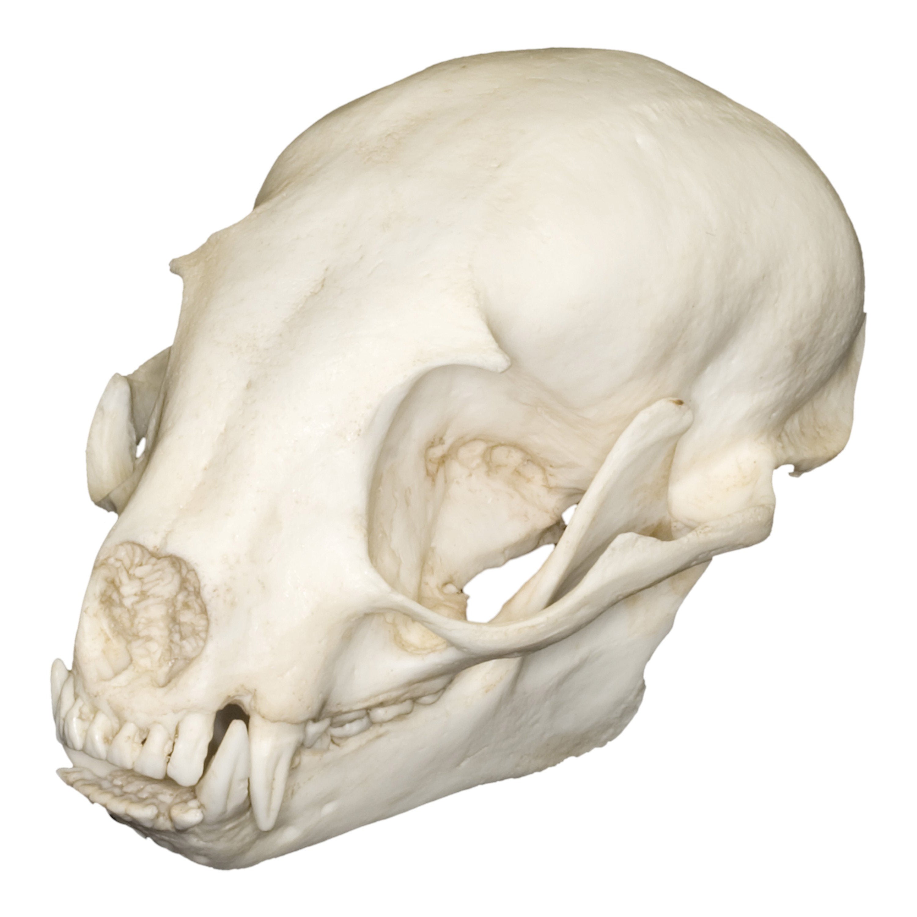 Replica Kinkajou Skull For Sale — Skulls Unlimited International, Inc.
