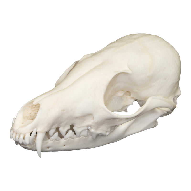 Real Kit Fox Skull