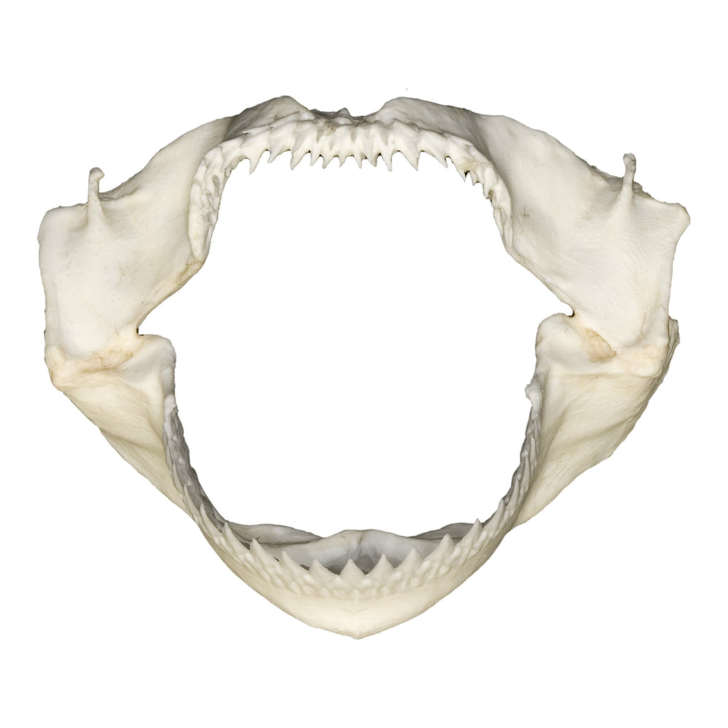Kitefin-Shark-Jaw--Main__BC-