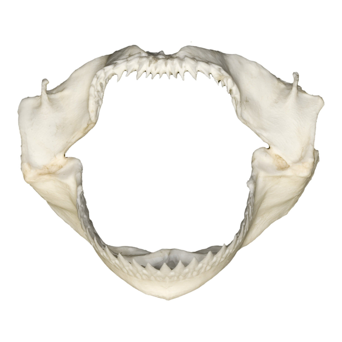 Replica Kitefin Shark Jaw For Sale — Skulls Unlimited