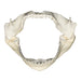 Replica Kitefin Shark Jaw