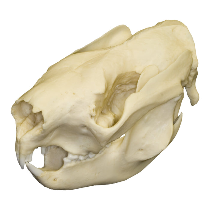 Replica Koala Skull