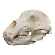 Replica Kodiak Grizzly Bear Skull