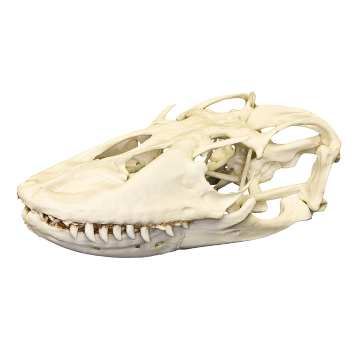 Replica Komodo Dragon Skull