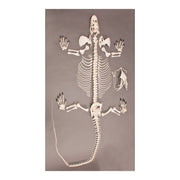 Replica Komodo Dragon Skeleton