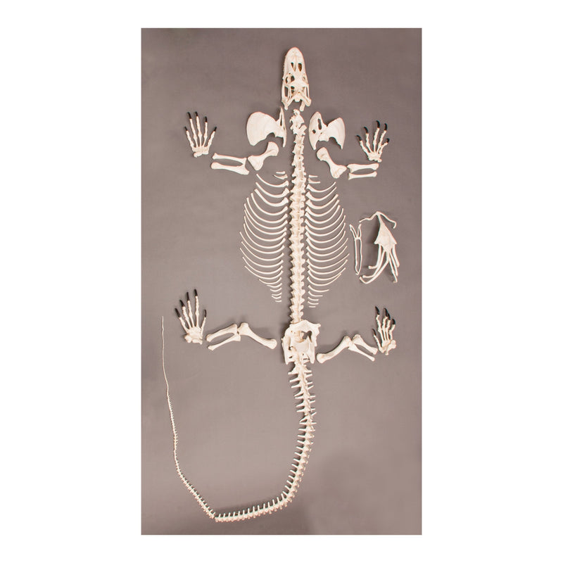 Replica Komodo Dragon Skeleton