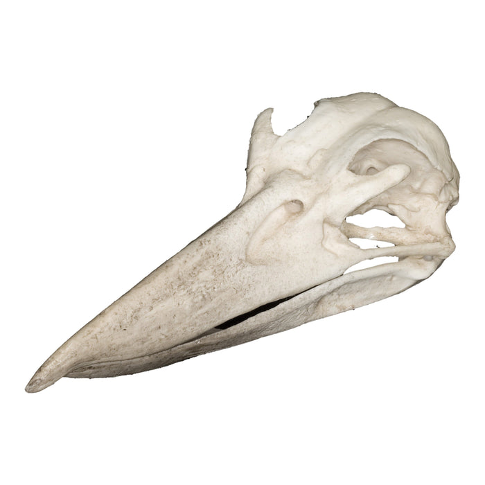 Replica Kookaburra Skull
