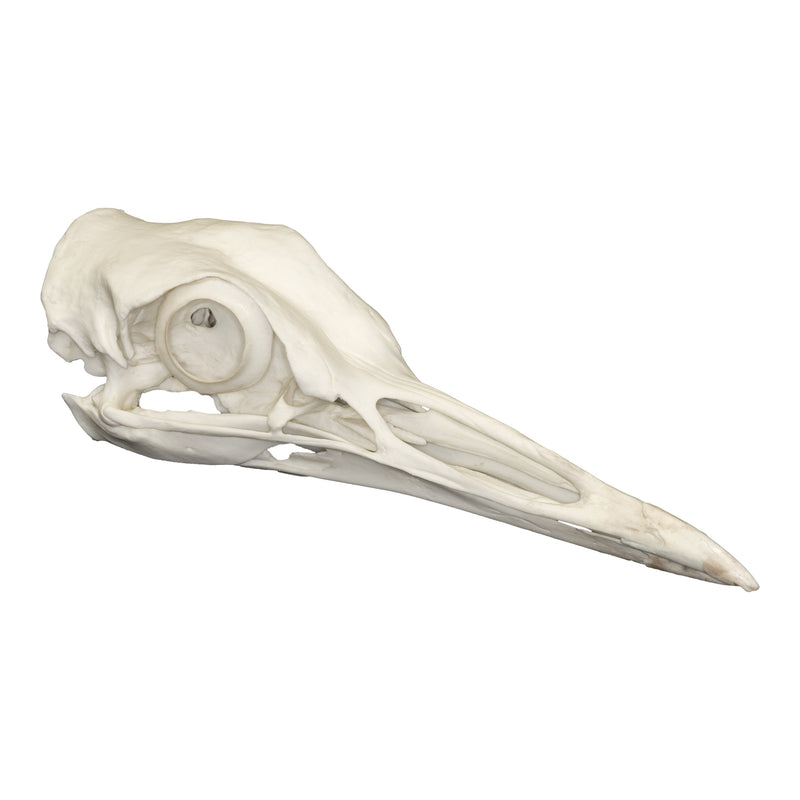 Replica Kori Bustard Skull