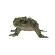 Replica Tuatara Life Cast