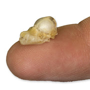 Real Javan Pipistrelle Bat Skull