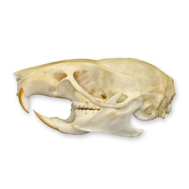 Real Ricefield Rat Skull