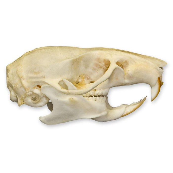 Real Ricefield Rat Skull