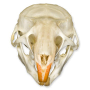 Real Ricefield Rat Skull