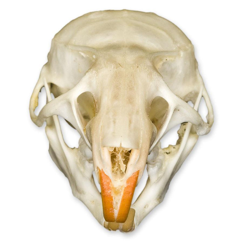 Real Ricefield Rat Skull